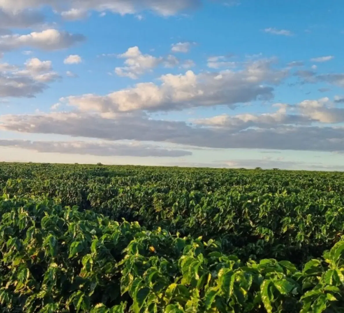 A field of green plants under a cloudy sky.